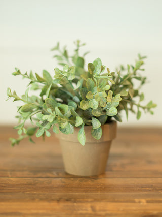 a bright green herb plant with greenery sprigs in a clay pot
