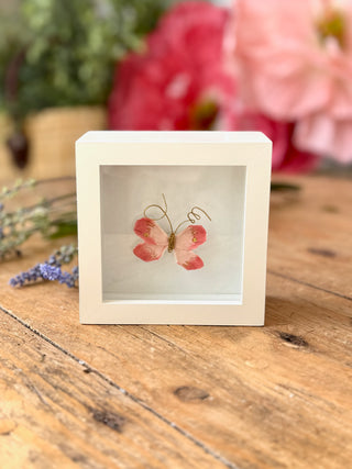 Butterfly Shadow Box
