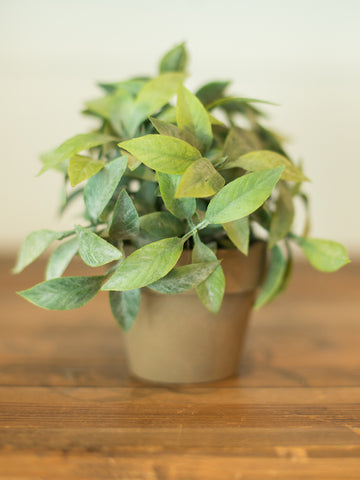 a bright green herb pot with greenery sprigs in a tan container