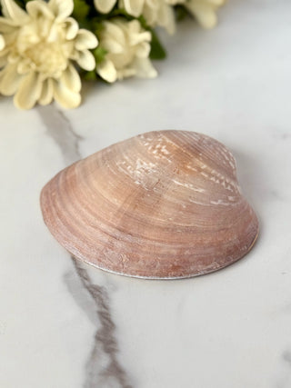 Tiny Treasure Clam Shell - Pink