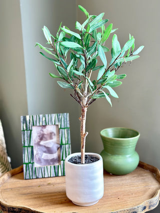 a charming green mediterranean faux olive leaf topiary in a white pot